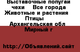 Выставочные попугаи чехи  - Все города Животные и растения » Птицы   . Архангельская обл.,Мирный г.